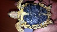 Après avoir signé une décharge, le chauffeur, ses tortues remballées, a été embarqué