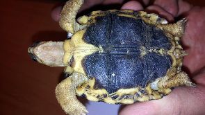 Après avoir signé une décharge, le chauffeur, ses tortues remballées, a été embarqué