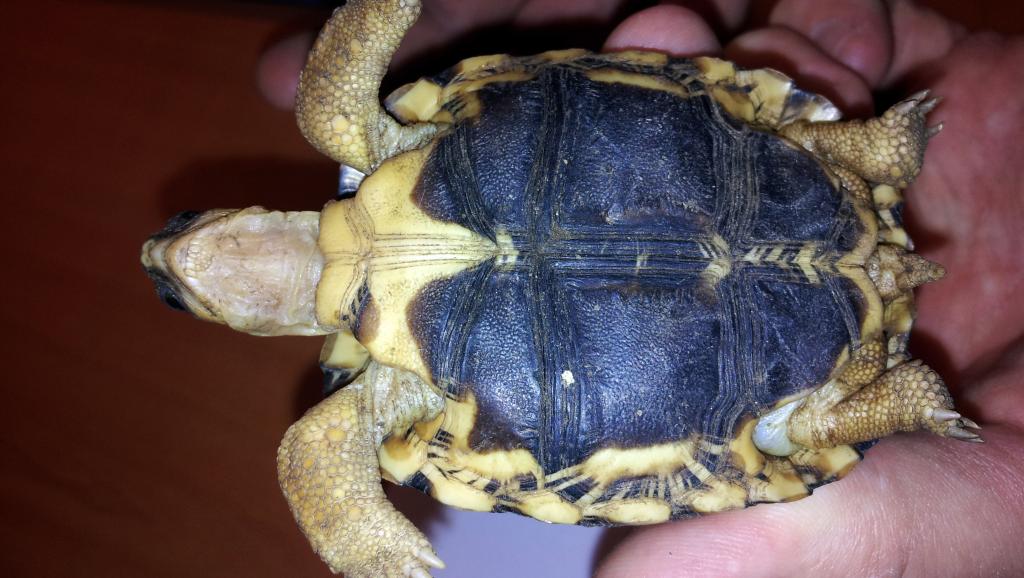 Après avoir signé une décharge, le chauffeur, ses tortues remballées, a été embarqué