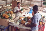 Mamfe : 401 jeunes apprennent à transformer ce que leur territoire produit Mamfe : 401 jeunes apprennent à transformer ce que leur territoire produit
