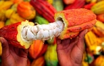 Cacao : 440 milliards de FCFA se sont effacés des achats européens au Cameroun