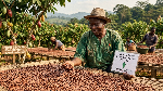Cacao, l'embellie des prix met les producteurs face à de nouveaux choix