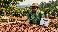 Producteur camerounais observant des fèves de cacao séchées alors que les prix bord champ atteignen