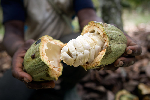 Cacao : le prix résiste à Douala, mais la marge du producteur reste la vraie question Cacao : le prix résiste à Douala, mais la marge du producteur reste la vraie question