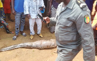 Un dangereux reptile