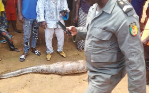 Un dangereux reptile