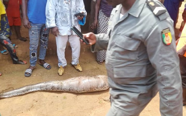 Un dangereux reptile