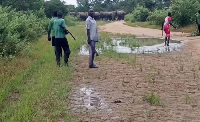 Des éléphants violents