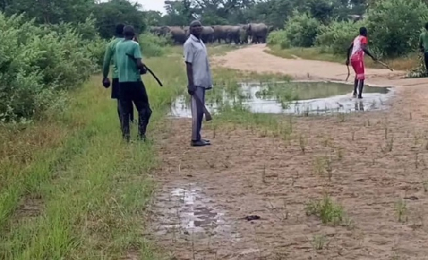 Des éléphants violents