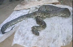 Les serpents envahissent les domiciles à Kribi: 10 gros reptiles tués en une semaine