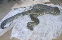 10 gros reptiles tués en une semaine à Kribi