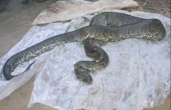 10 gros reptiles tués en une semaine à Kribi