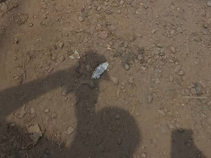 Meurtre Etudiant Tchadien