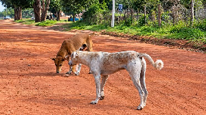 Des Chiens Errant