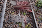 Une découverte effroyable fait sur les rails à Makak