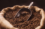 Café de l’Est : La reprise des volumes peut-elle survivre au vieillissement des vergers ?