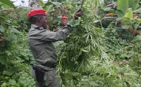 Les gendarmes ont découvert le champ de cannabis