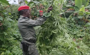 Les gendarmes ont découvert le champ de cannabis