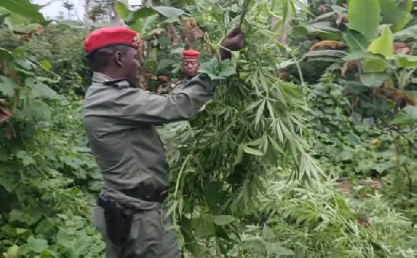 Les gendarmes ont découvert le champ de cannabis